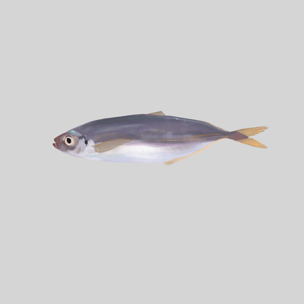 魚